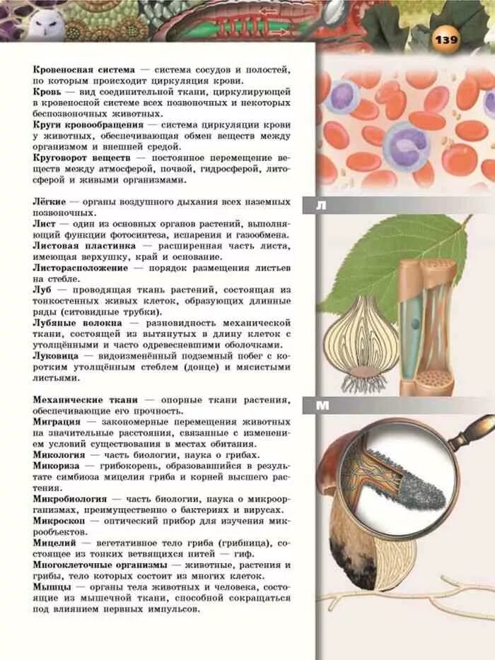 Биология 6 класс важные темы. Шпаргалки по биологии. Биология 5 класс что изучает биология. Биология 6 класс тема плоды таблица. Рисунок 95 биология 6 класс.