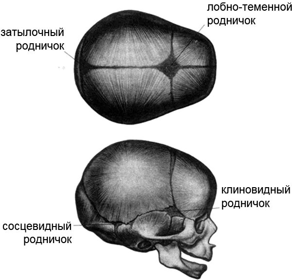 Роднички новорожденного анатомия черепа. Череп младенца темечко. Малый Родничок анатомия. Кости черепа роднички. Где родничок у новорожденного