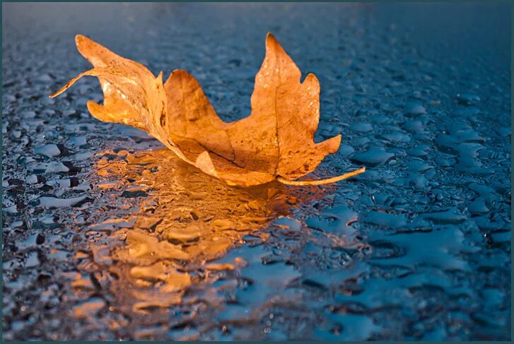 Листья желтые в пруду. Листья на воде. Листья плывут по воде. Листья плывут по реке. Осенний лист плывет.