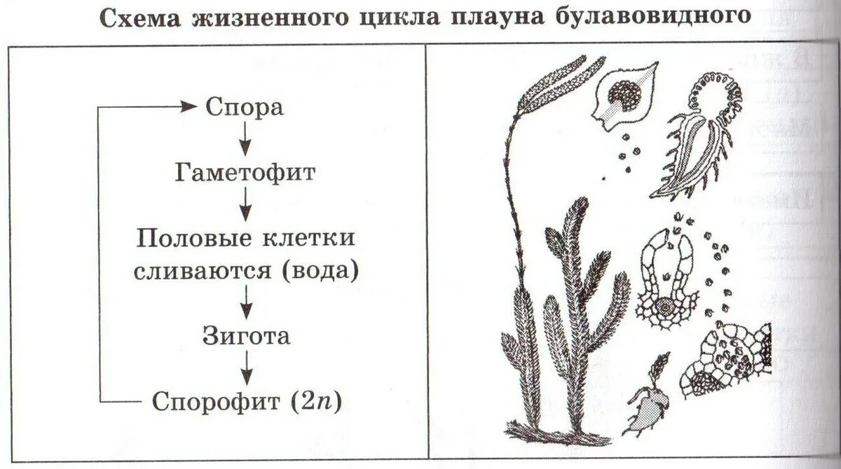 Цикл размножения плауна. Жизненный цикл хвоща и плауна схема. Жизненный цикл хвощей и плаунов схема. Цикл развития плауна булавовидного. Клетки гаметофита имеют набор хромосом