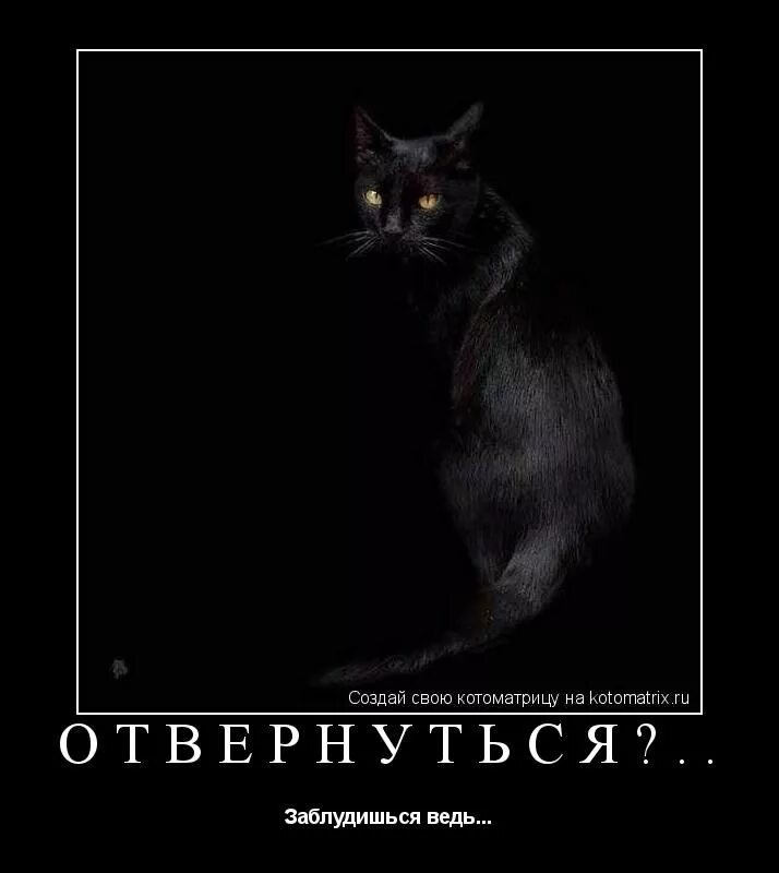 Дебильные коты. Вот я их боюсь. Закатывает глаза. О котах с юмором. Вот я их боюсь.