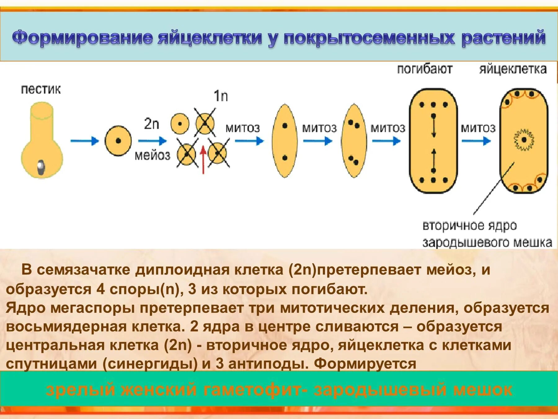 Стадии женского гаметофита. Двойное оплодотворение у цветковыых ратсений зародлышевый мешок. Образование зародышевого мешка у цветковых растений. Образование центральной клетки зародышевого мешка. Образование яйцеклетки у растений.