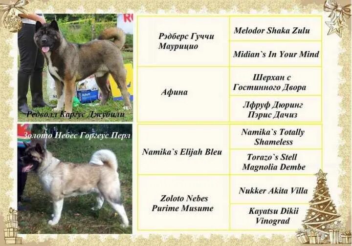 клички для акита ину.