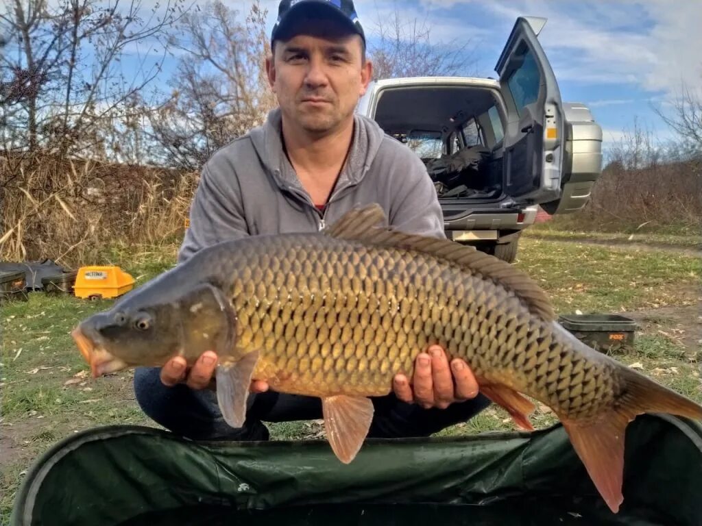 Карпа 10. Карп 10 кг. Карп 10 кг. Пруд высокополье. Карп 15 кг.