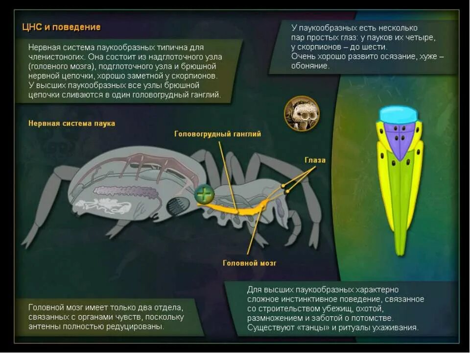 Покровы паукообразных. Органы чувств паукообразных. Строение паукообразных 7 класс. Нерв система паукообразных. Паук крестовик хелицеры.