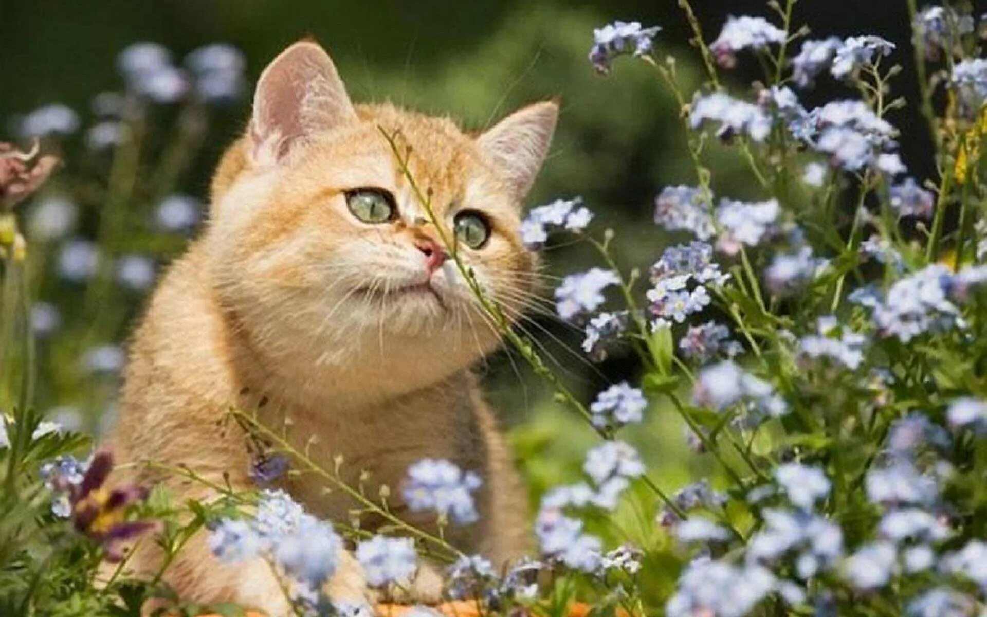 Смешные картинки с весенним днем. Котики летом. Кошка лето. Котенок в цветах.