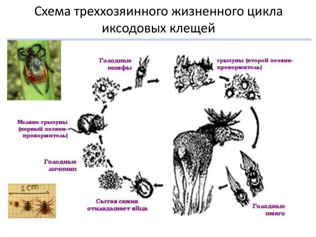 Иксодовые клещи цикл развития. Жизненный цикл иксодовых клещей. Иксодовые клещи жизненный цикл схема. Стадии жизненного цикла иксодового клеща.