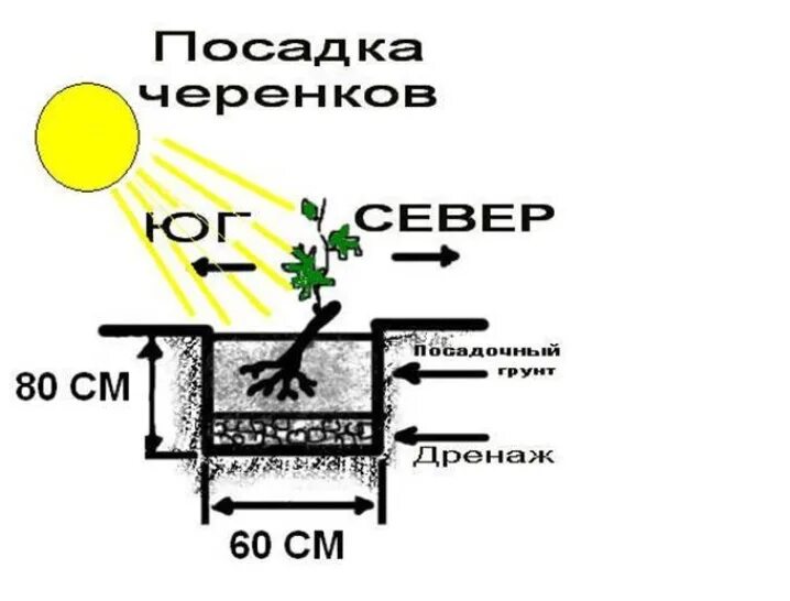 Схема посадки винограда весной саженцами. Посадка винограда весной саженцами в открытый. Схема высадки винограда в грунт весной. Схема посадки винограда черенками. На какую глубину сажать виноград