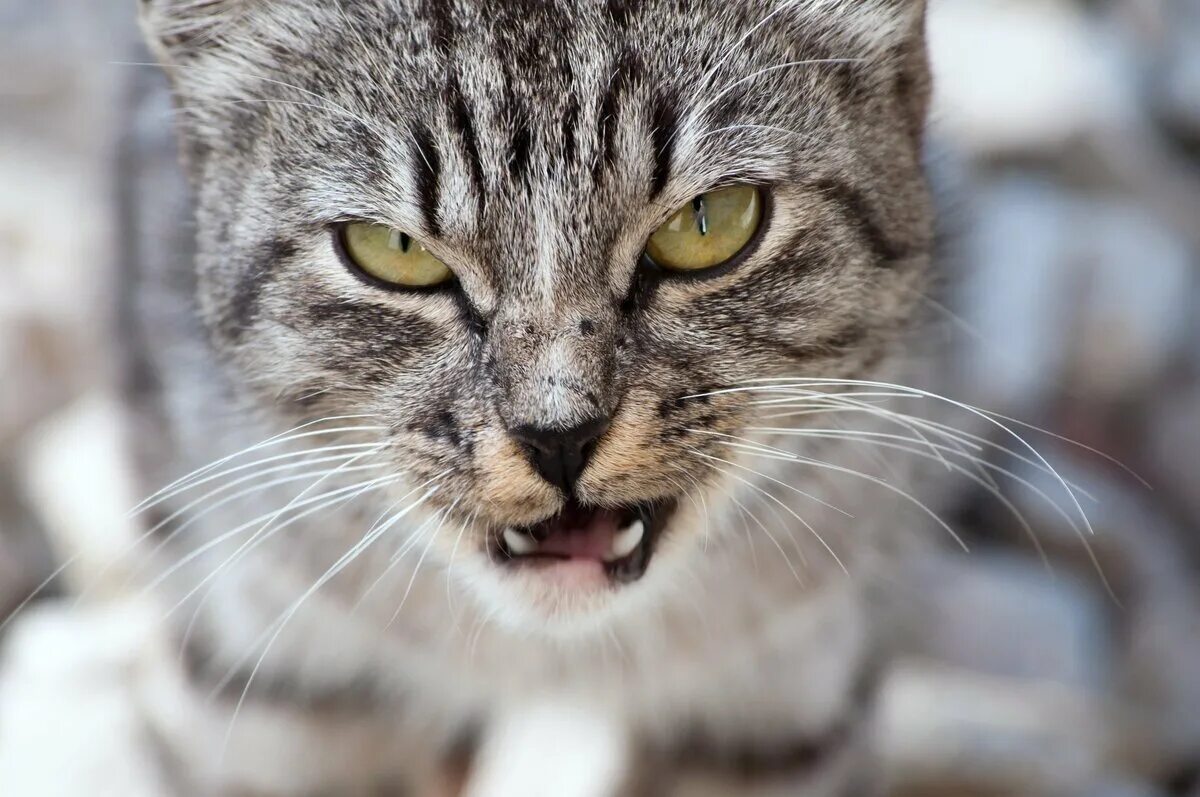 Шипение котов звук. Злой кот. Злая кошка. Агрессивный кот. Дерзкий кот.