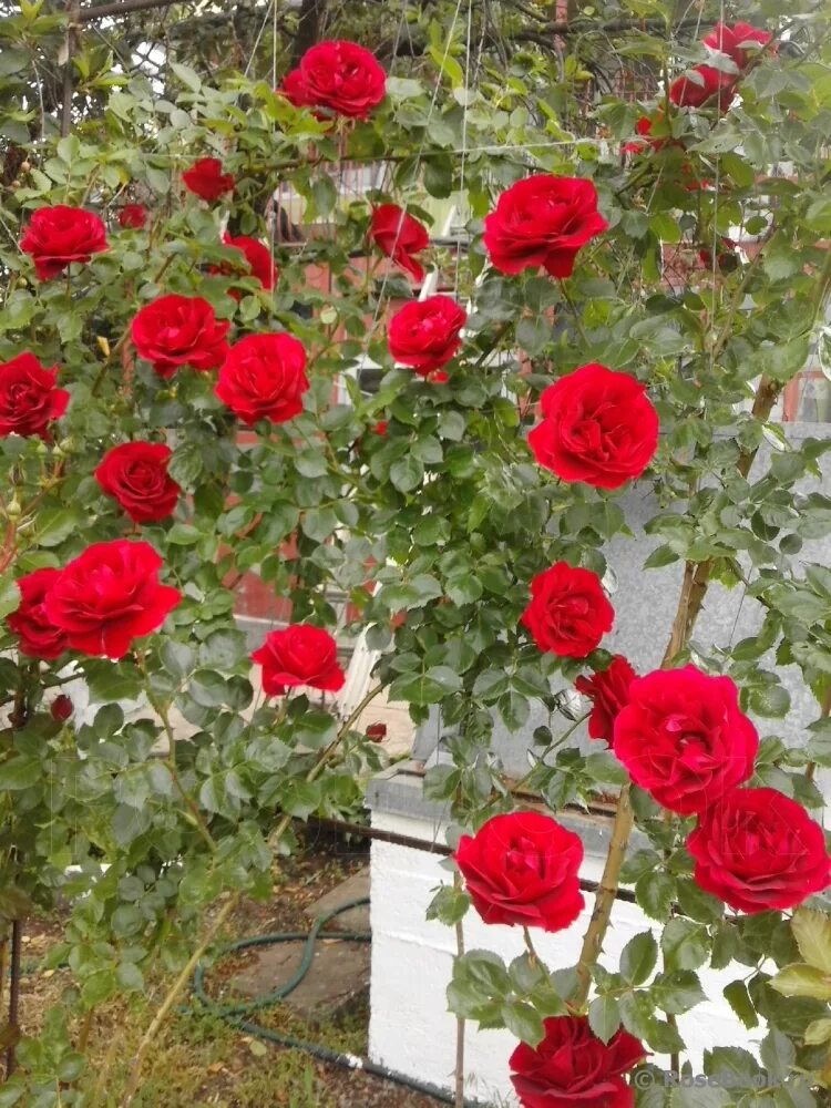 сорт розы симпатия. симпатия отзывы. симпатия отзывы. сорт розы симпатия.