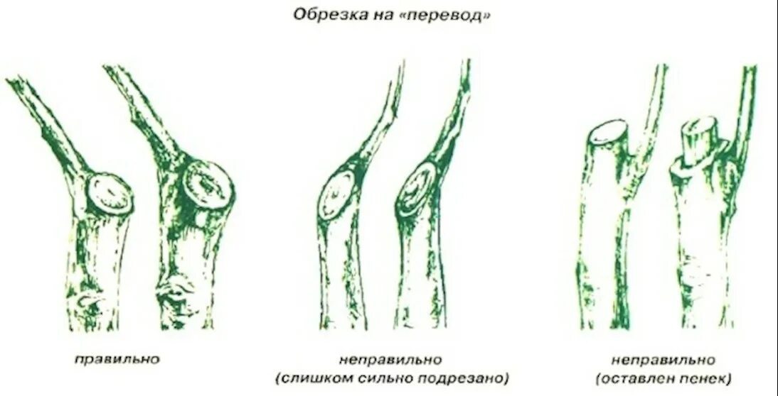 Обрезка ветки на кольцо схема. Правильный срез веток на яблоне. Спил веток плодовых деревьев на кольцо. Обрезка на боковое ответвление.