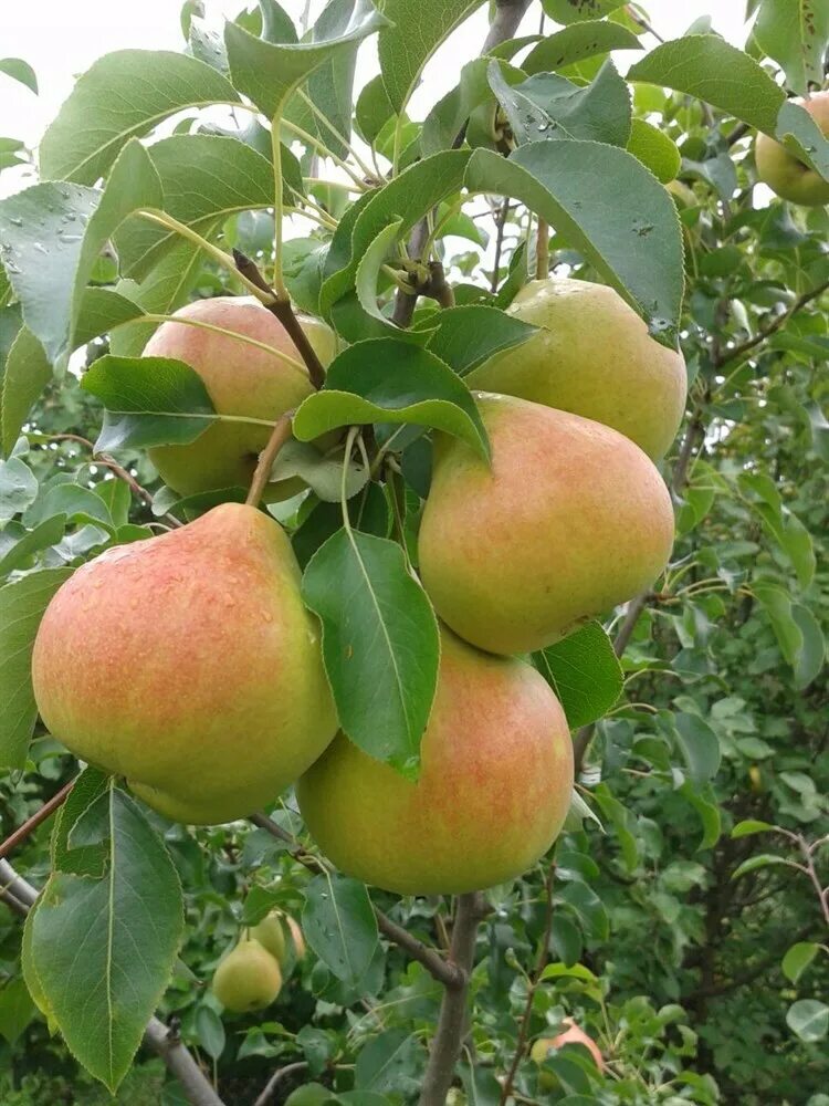 Яблоня коричное полосатое. Сорт яблони штрифель. Сорт яблони коричневая полосатая. Осенний сорт. Сорт яблони штрифель.