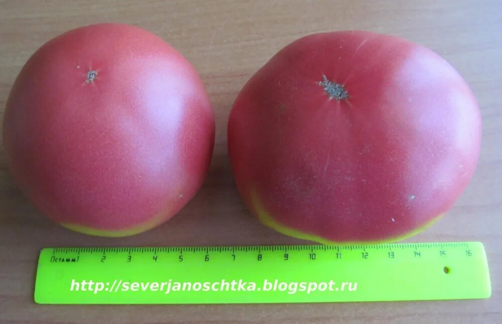 Томат малиновый звон фото. Томат малиновый звон f1. Семена томат малиновый звон. Сорт помидор малиновый звон.