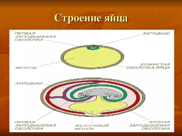 Оболочка яйца рептилий. Строение яйца амниот. Строение яйца рептилий. Строение яйца пресмыкающихся. Строение яйца рептиции.