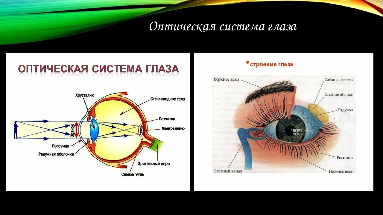 Глаз доклад по физике. Строение оптической системы глаза. Оптическая система глаза строение глаза физика. Схема строения глаза физика. Строение глаза анатомия оптическая система.