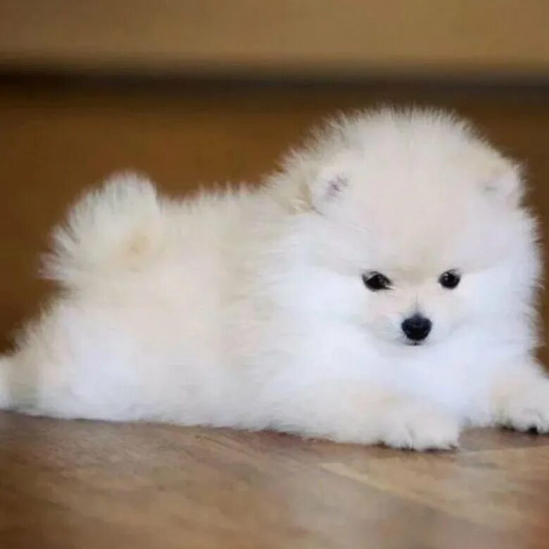 померанский шпиц мини. шпиц померанец. миниатюрный померанский шпиц. померанский шпиц миник. мини шпиц.