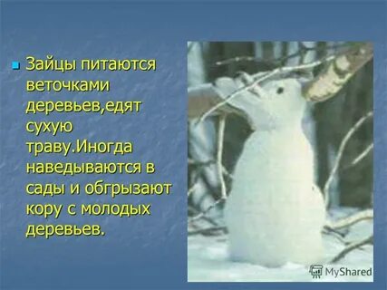 Заяц есть осину