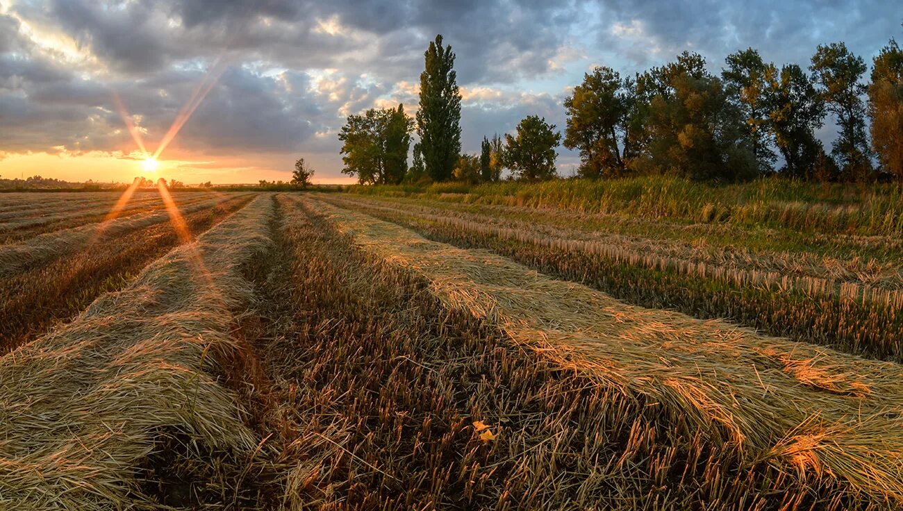 Поля Краснодарского края. Краснодарский край тополя поля Кубань. Пейзажи Кубани тополя поля. Краснодарский край поля тополя фото. Жаркое время в поле