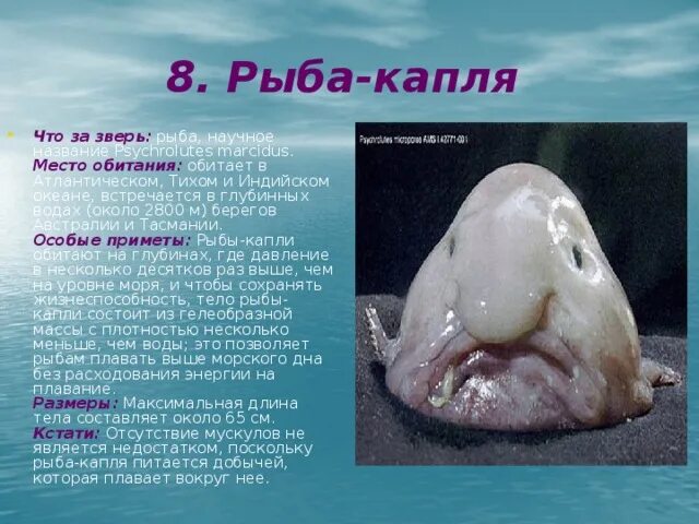 Морские животные фото и описание