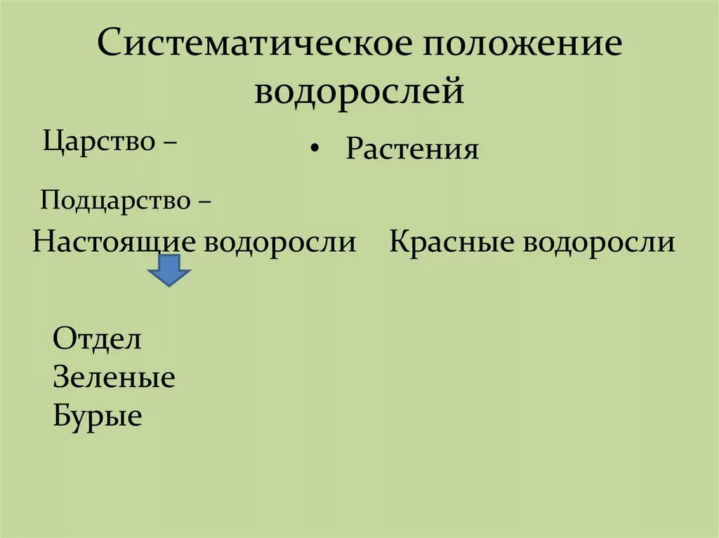 Систематическое положение водорослей. Систематическое положение algae. Зеленые водоросли систематическое положение. Систематическое положение красных водорослей. Систематические группы водорослей