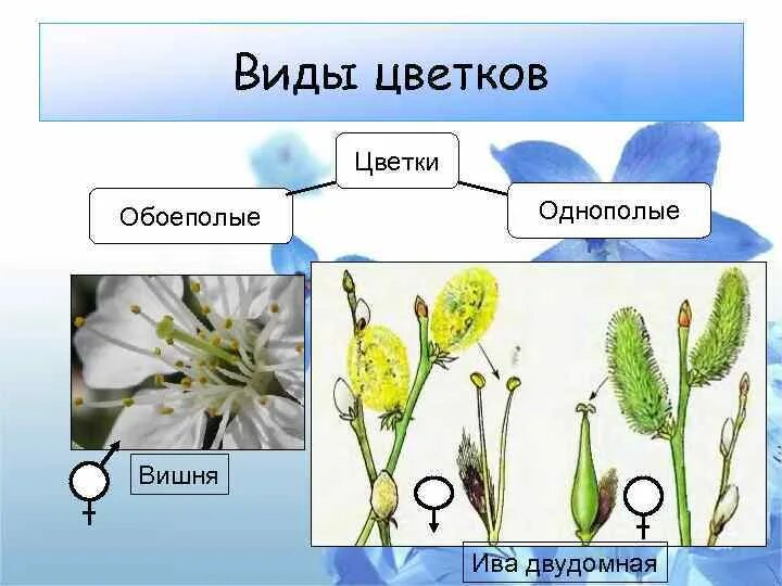 Обоеполые однодомные двудомные. Ива двудомное растение. Двудомный обоеполый. Однополые и обоеполые цветки однодомные и двудомные растения. Вишня однодомное или двудомное растение.