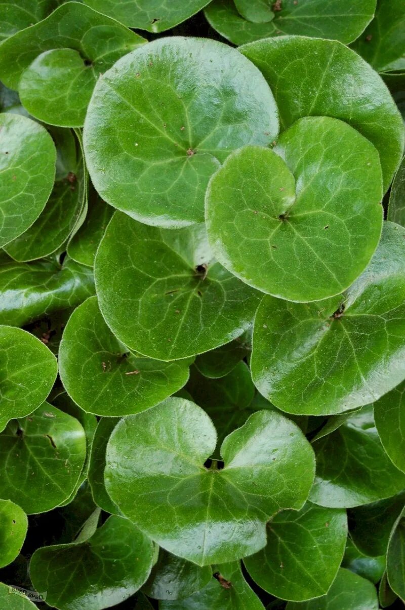 Цветок пилея пеперомиевидная. Пеперомия вьюн. Растение с круглыми листьями. Цветок с круглыми листьями. Растение с круглыми листьями.