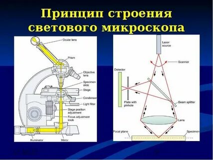 Световой микроскоп строение