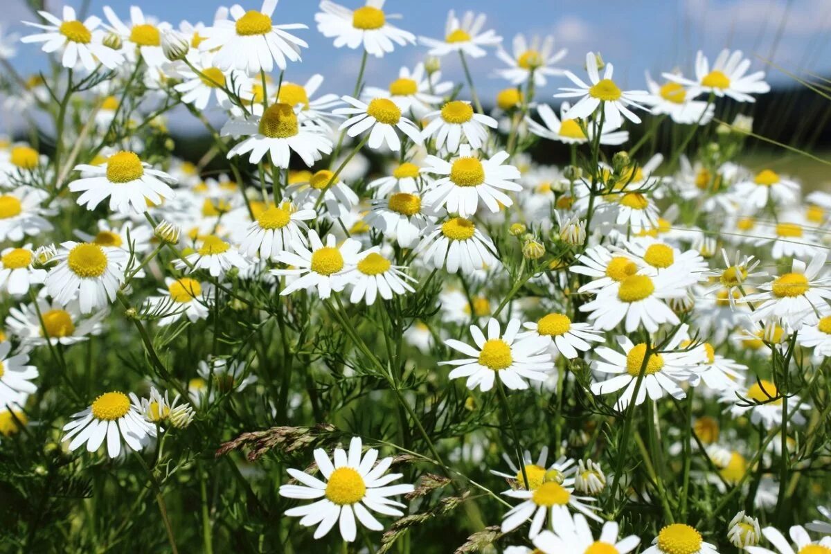 Matricaria Chamomilla. Ромашка аптечная (Matricaria Chamomilla). Ромашка Кавказская далматская Персидская. Пиретрум Пупавка Ромашка. Ромашки лекарственной цветки