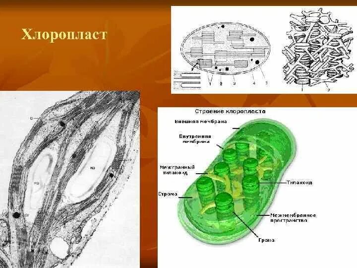 Хлоропласт изображен. Строение хлоропласта ЕГЭ. Строение хлоропласта рисунок. Схема строения хлоропласта с подписями. Строение хлоропласта рисунок с подписями и функции.