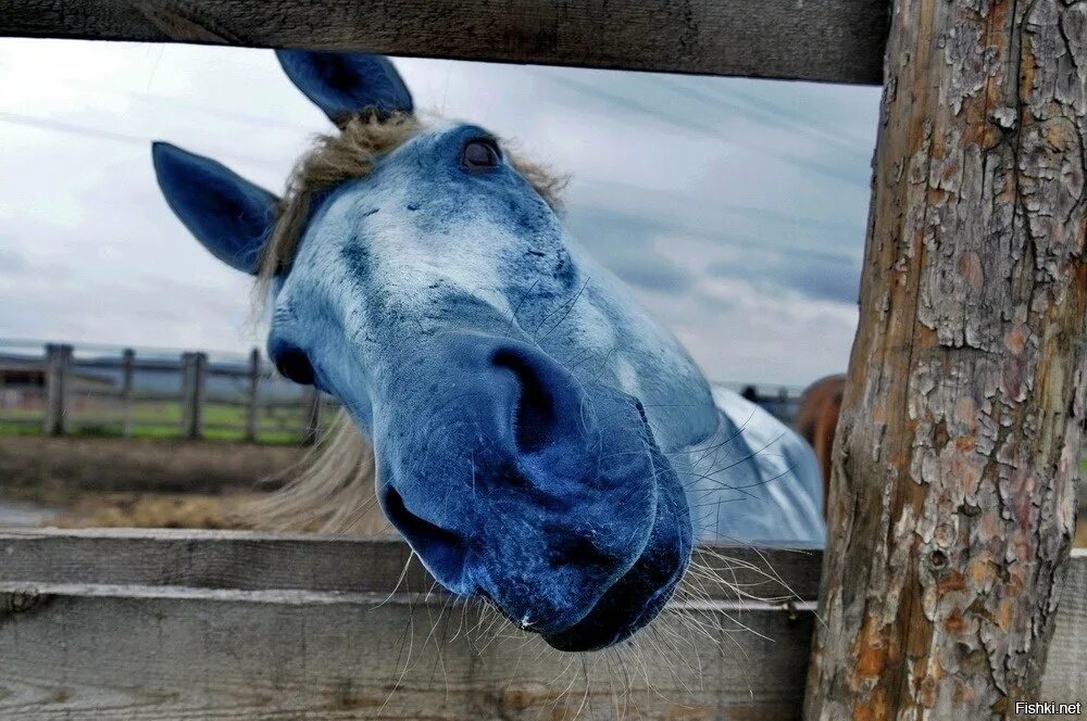 Ну голубой. Синяя лошадка. Голубой конь. Cbyyjt лошадь. Смешная лошадь.