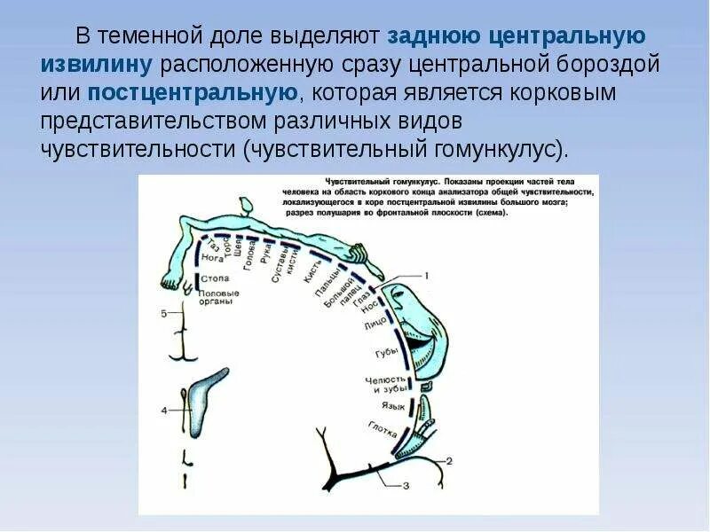 Центральным отделом речевого аппарата является. Корковый центр общей чувствительности. центральный отдел речевого аппарата. строение и функции центрального отдела речевого аппарата. корковый центр общей чувствительности расположен.