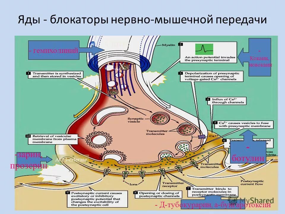 Облегчают нервно мышечную передачу. Облегчают нервно мышечную передачу