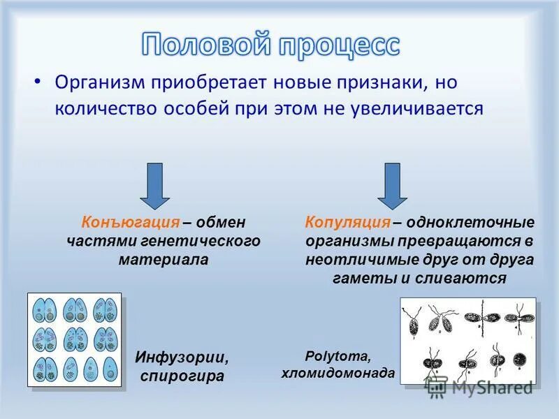 Генетический материал полового размножения