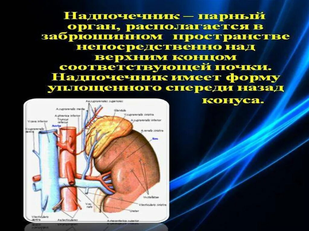 Какие заболевания надпочечников. Лимфоотток надпочечников. Заболевания надпочечников презентация. Отток от надпочечников. Лимфатический отток от надпочечников.