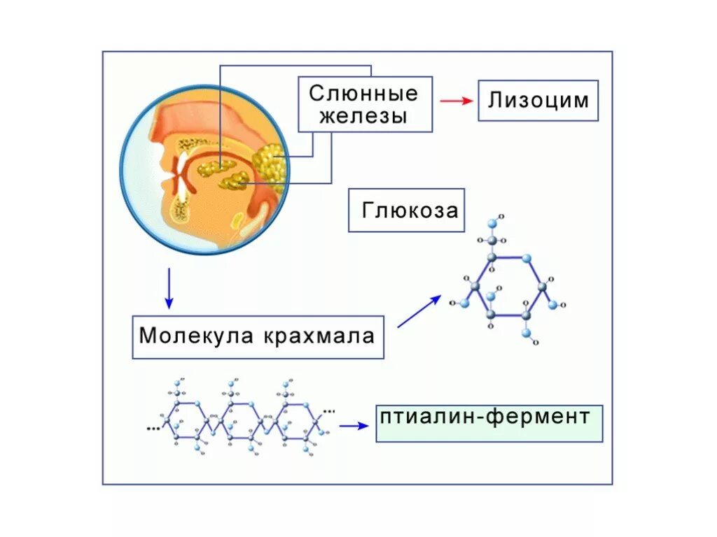 Расщепление углеводов амилазой слюны расщепление жиров. Расщепление углеводов в ротовой полости. Углеводы расщепляются в ротовой полости. Схема расщепления углеводов. Расщепление сахарозы в ротовой полости.