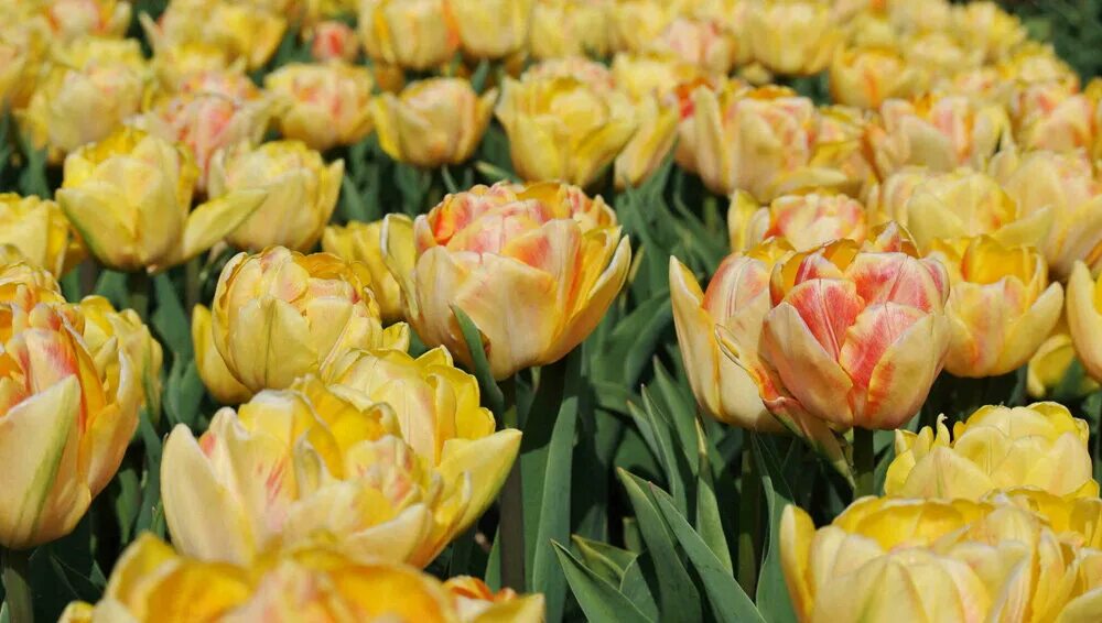 Тюльпан foxtrot double early. Foxy foxtrot тюльпан. Foxy foxtrot. Foxy foxtrot. Тюльпан махровый ранний foxtrot.