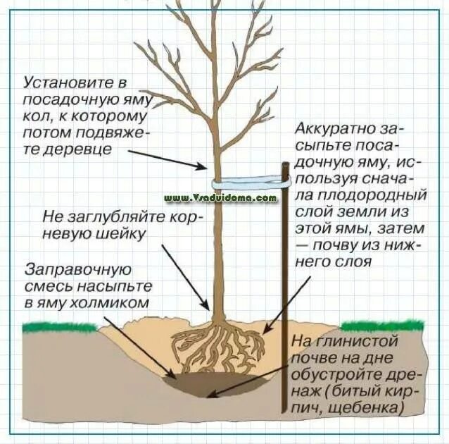 Через сколько лет пересаживают. Схема посадки саженца яблони. Схема посадки саженца яблони весной. Правильная посадка саженцев яблони. Посадка саженцев плодовых деревьев весной.