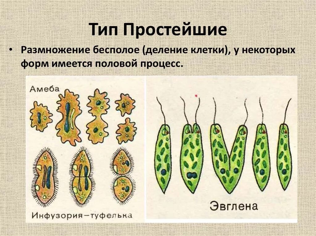 Бесполое размножение деление клетки. Способы бесполого размножения размножение делением. Способы бесполого размножения простейших. Способы бесполого размножения у животных. Бесполое размножение происходит с помощью б