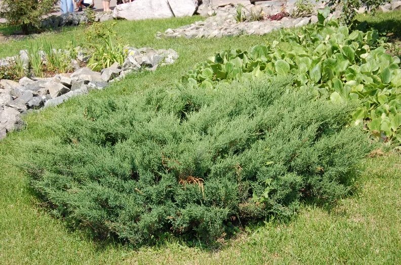 Как быстро растет можжевельник. Можжевельник китайский стрикта. Микробиота перекрестнопарная. Можжевельник sea green. Можжевельник обыкновенный compressa.