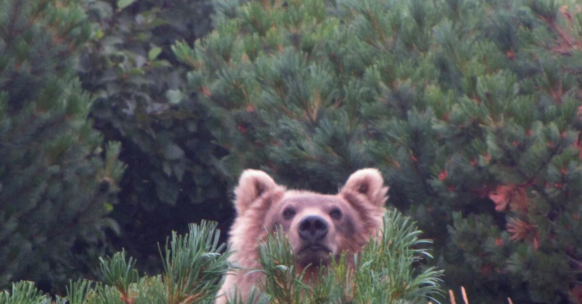 Медведь выглядывает. Смешной медведь. Привет медведь. Медведь смешные картинки.