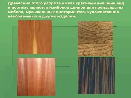 Древесина отличается особой прочностью и долговечностью