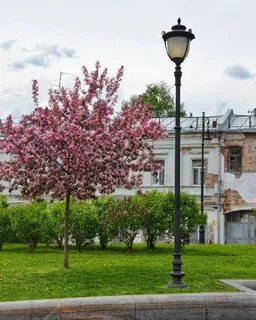 Площадь яблони
