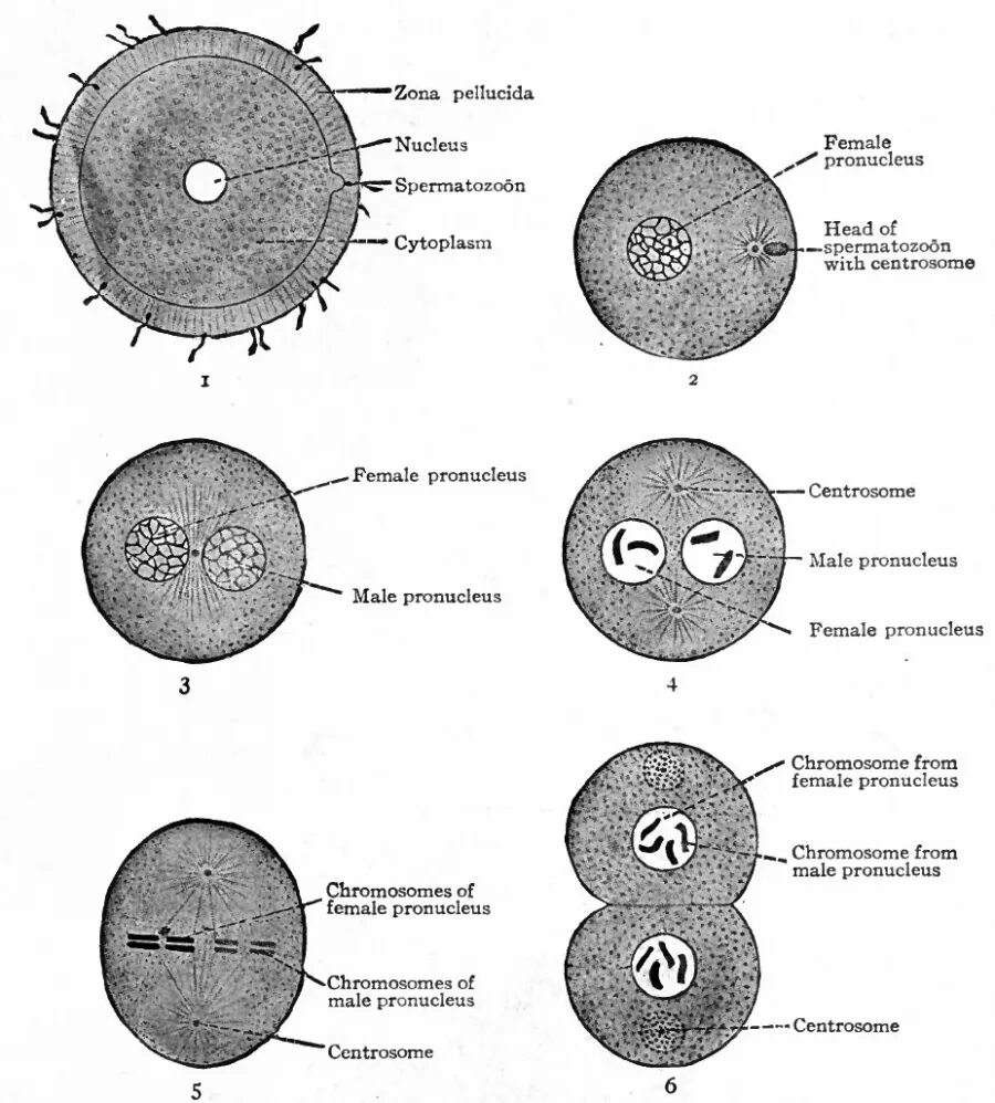 Зигота человека содержит хромосом. Zona pellucida яйцеклетки. Зигота человека с пронуклеусами. Мужской пронуклеус-это. Мужской и женский пронуклеусы.
