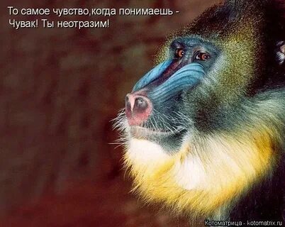 Обезьяна с ярко окрашенными мозолями
