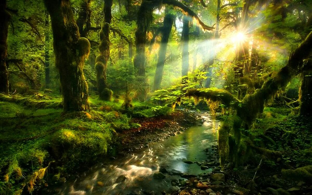 Мир леса фото Back in time Crepuscular rays in winter Beautiful forest, Forest photos, Guide