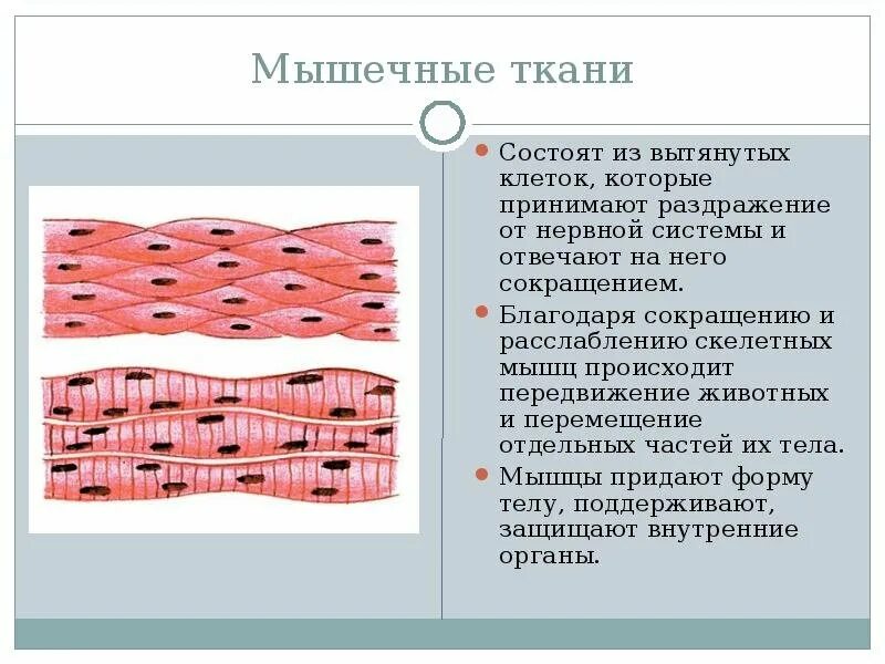 Соединительная мышца. Строение клетки мышечной ткани. Скелетная мышечная ткань образована клетками. Строение клетки гладкой мышечной ткани. Рисунок строения клетки мышечной ткани.