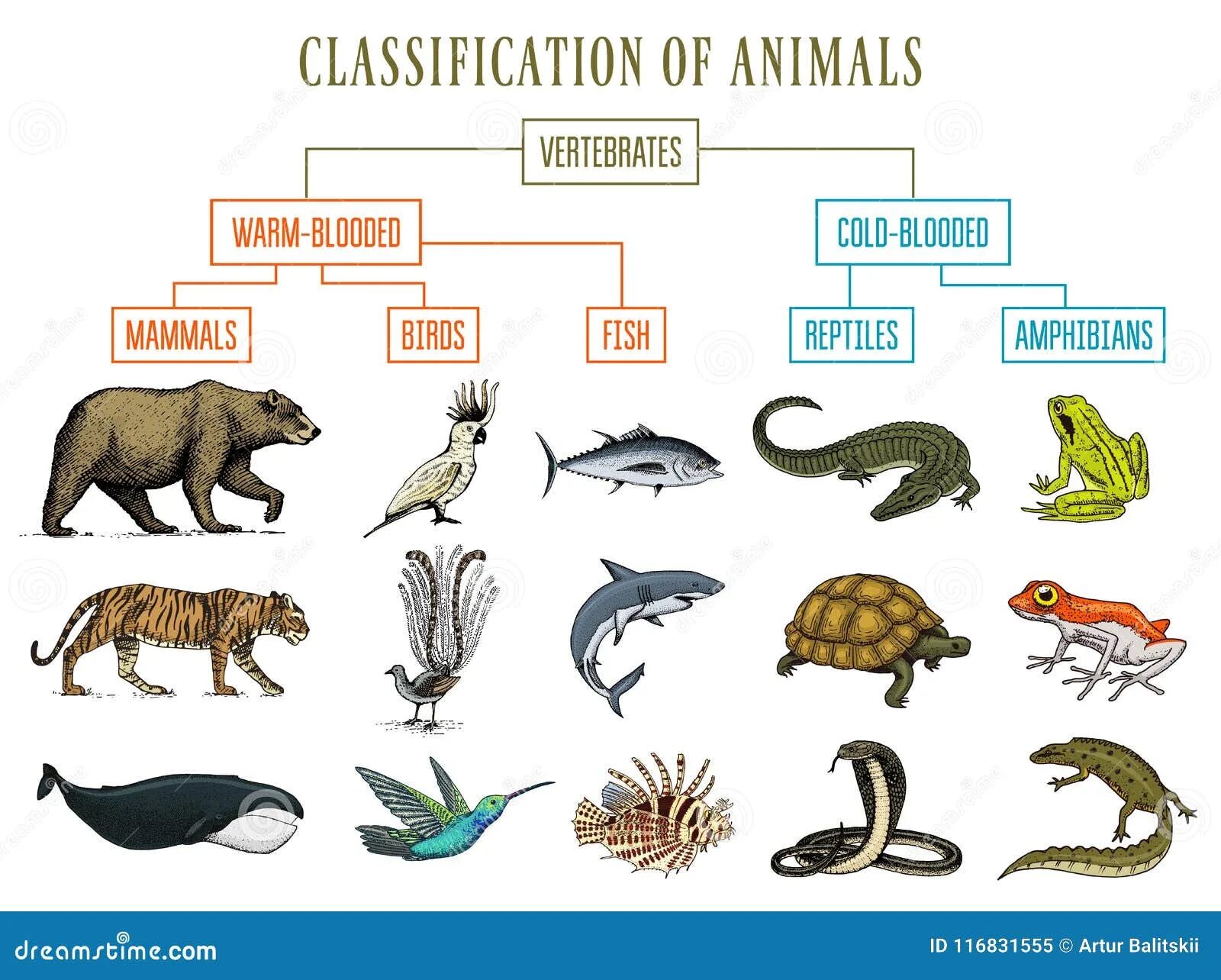 Reptiles mammals. Животные классификация. Классификация пресмыкающихся птиц и млекопитающих. Классификация животных пресмыкающиеся млекопитающие. Позвоночные животные млекопитающие.