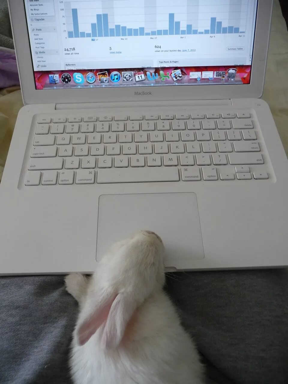 Зайка работаю работаю. Кролик с компьютером. Заяц за компьютером. Зайка за компьютером. Кролик за ПК.