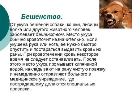 Что необходимо сделать при укусе животного