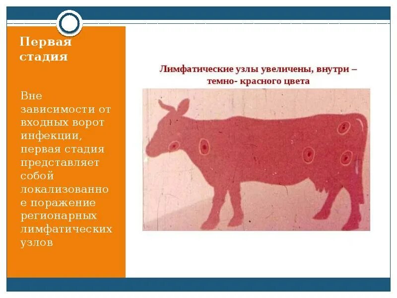 Основной метод лечения кожной формы сибирской язвы - фото презентация